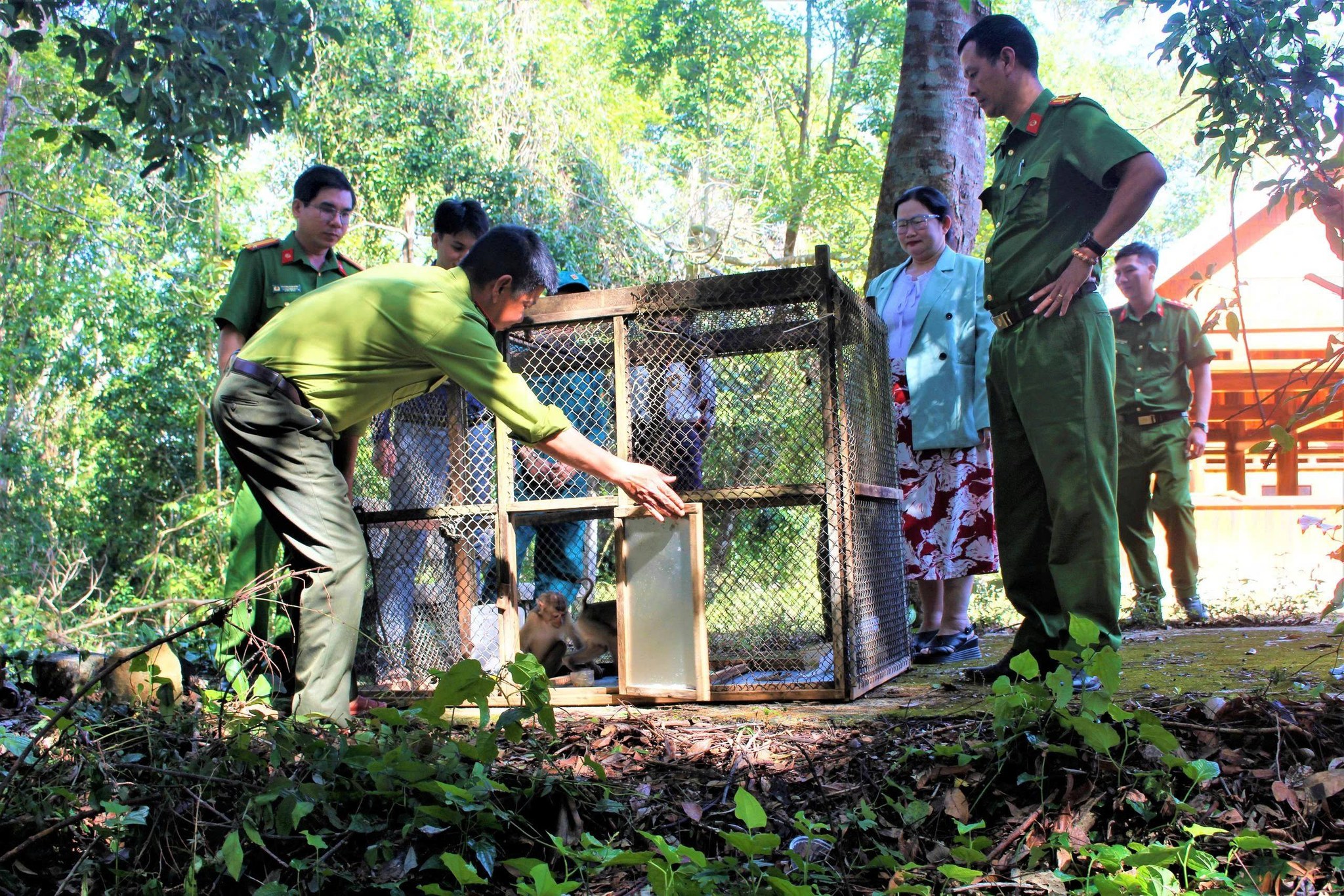 XÃ VÂN HÒA THẢ 2 CÁ THỂ KHỈ ĐUÔI LỢN VỀ RỪNG